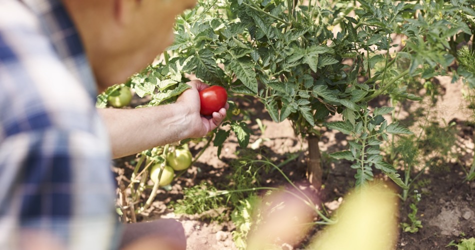 Falsa passata di pomodoro e frodi sull’origine: un segnale d’allarme per il Made in Italy